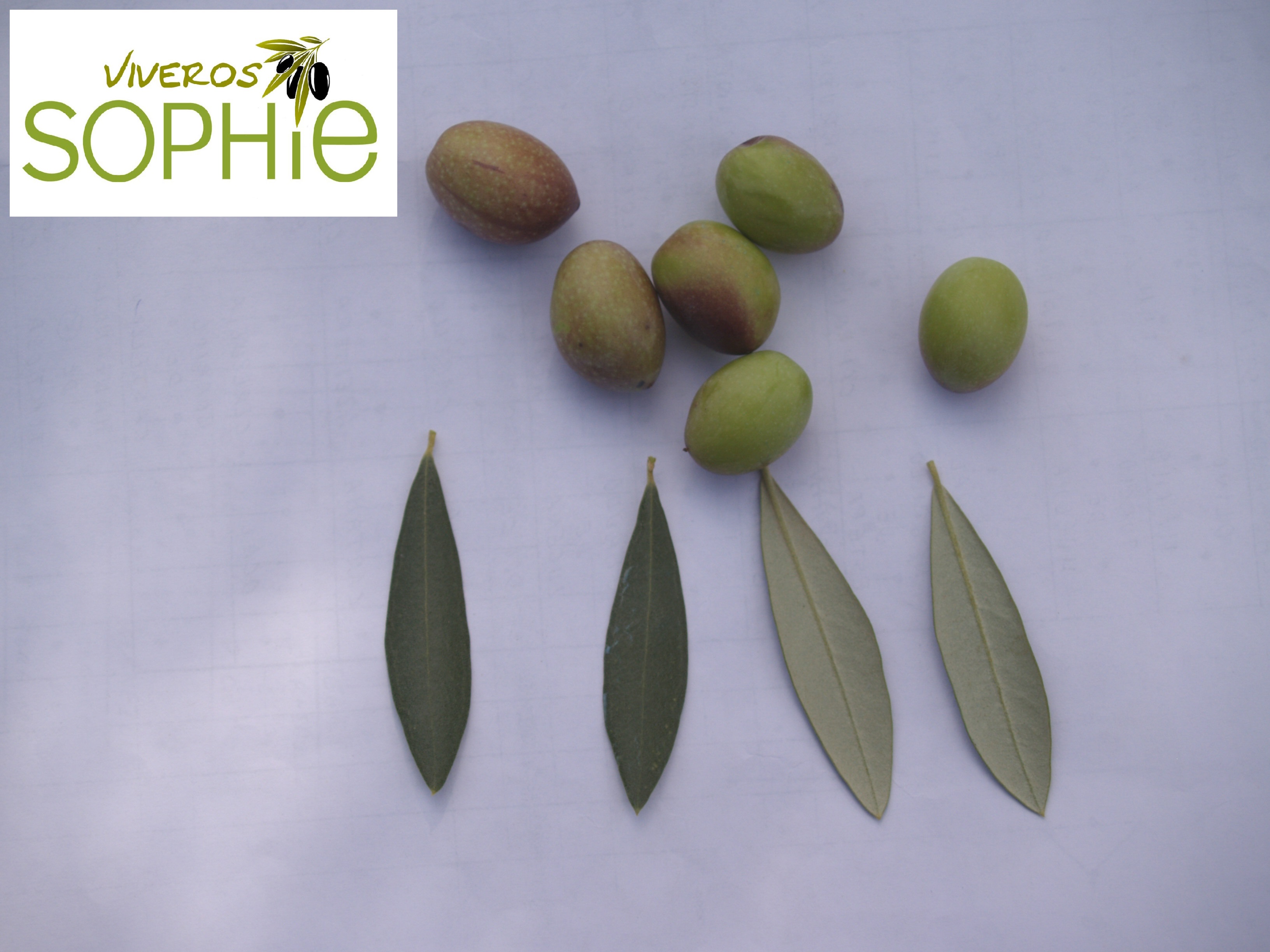 Variedad de olivo NEVADILLO  NEGRO